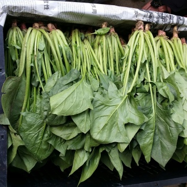 大叶菠菜30~35厘米