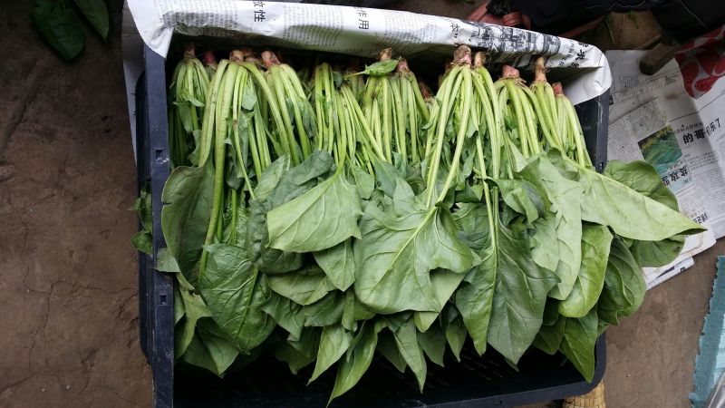 大叶菠菜30~35厘米