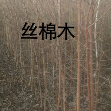 丝棉木2~4米