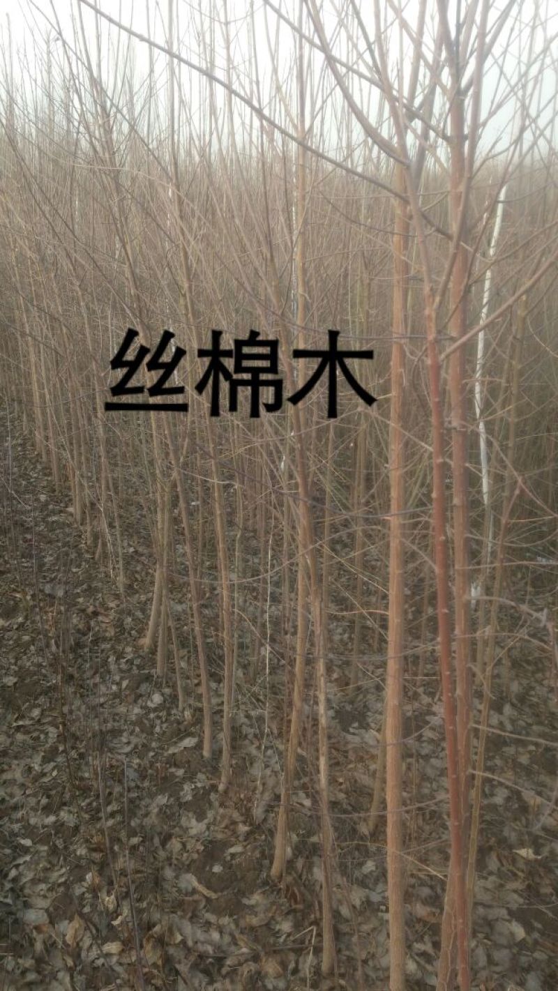 丝棉木2~4米