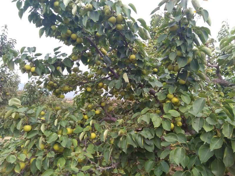 苹果梨500~550g纸箱