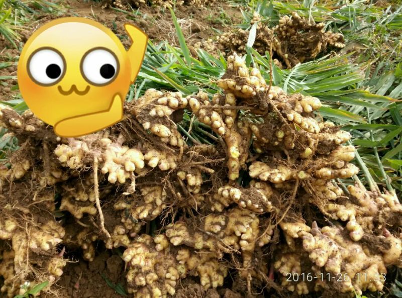 小黄姜4两以上带土