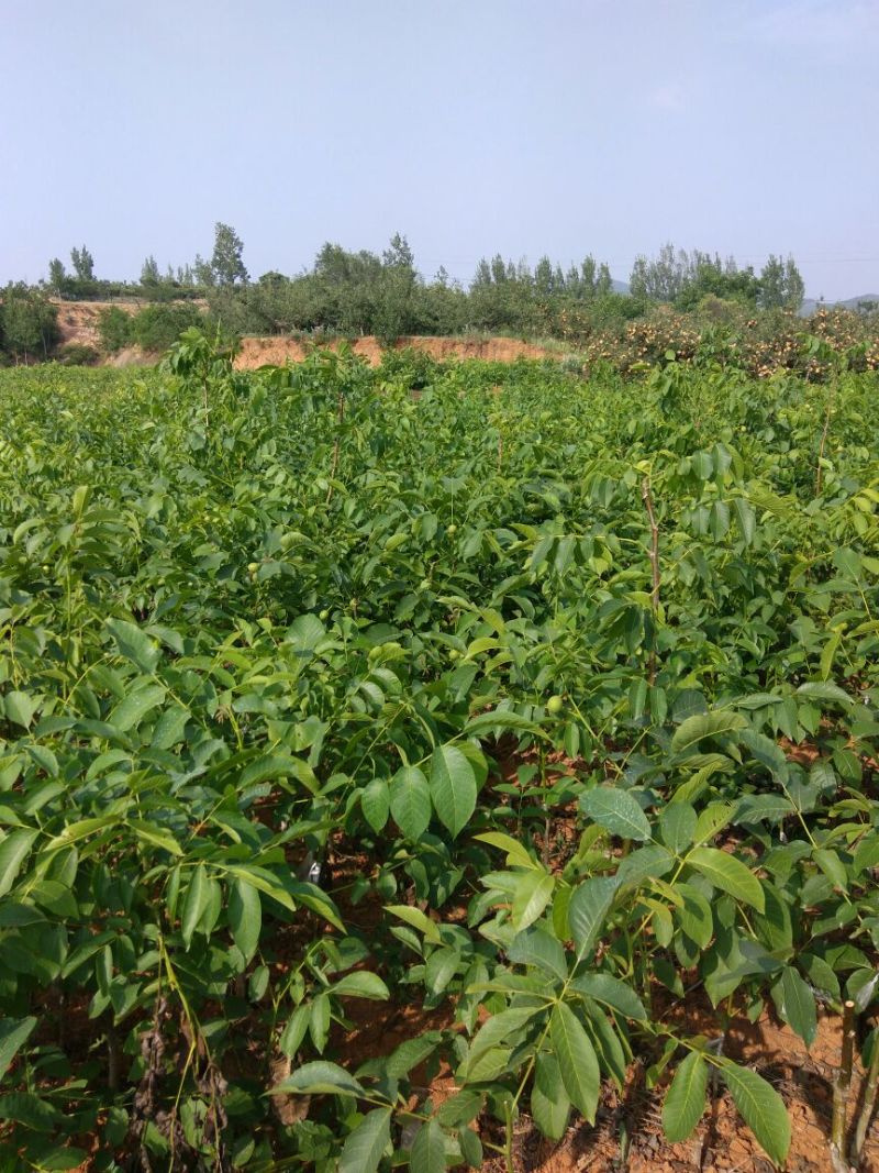 冠核一号核桃苗50~100cm二年苗