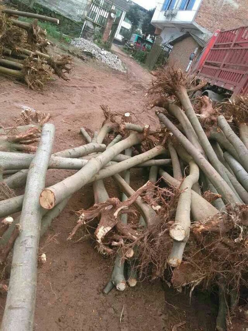 栾树