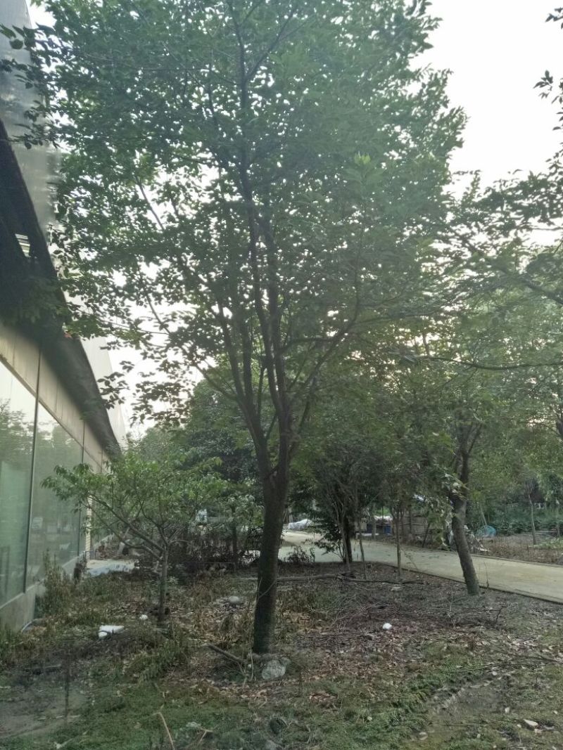 樱花树4~6cm