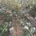 苹果树苗50~60cm，鲁丽苹果树苗，