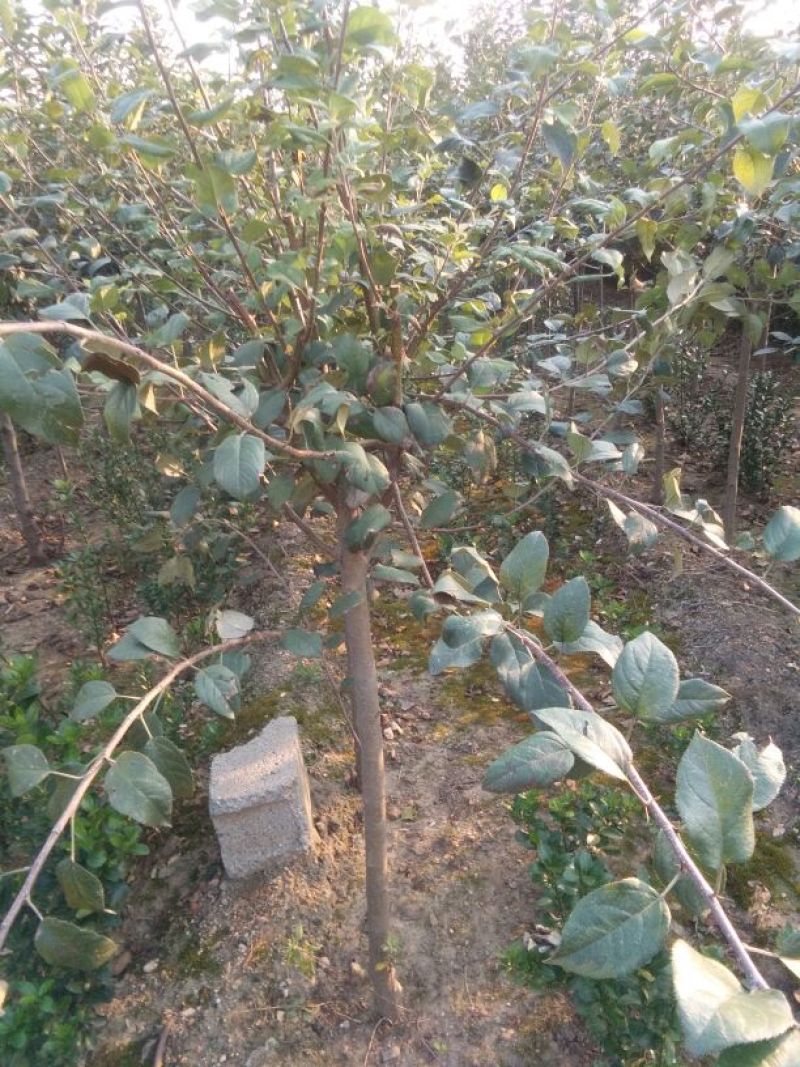 苹果树苗50~60cm，鲁丽苹果树苗，
