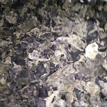 黑木耳一级