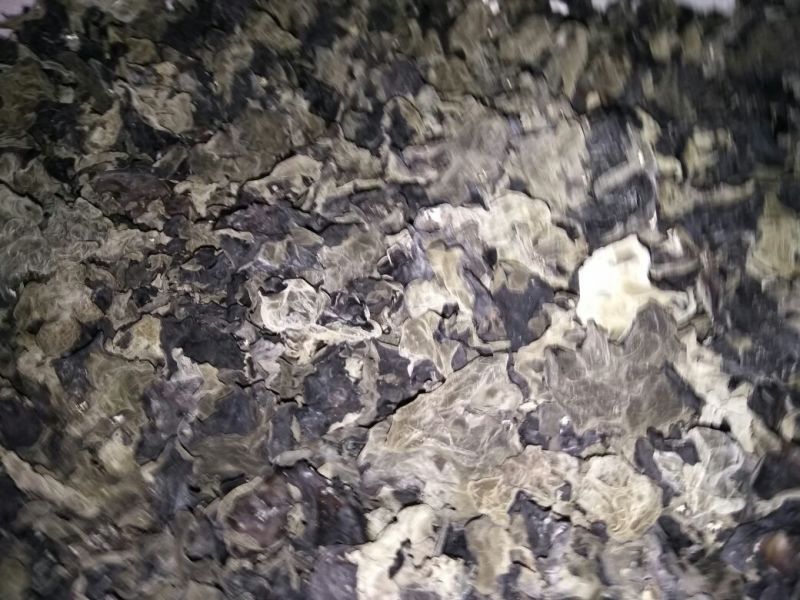 黑木耳一级