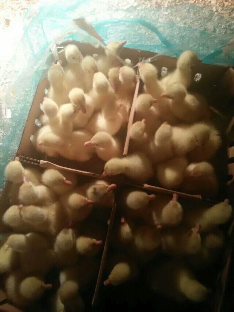 皖西白鹅鹅苗250g以下
