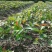 油茶苗70~100cm