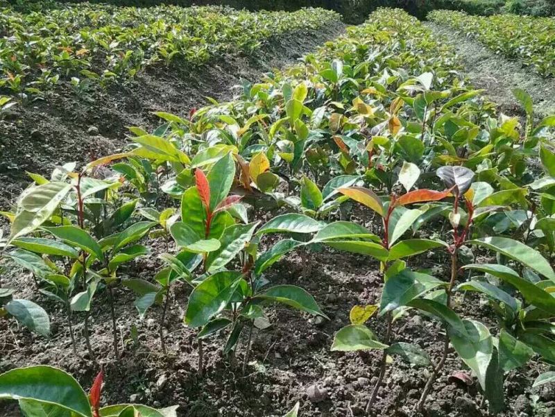 油茶苗70~100cm