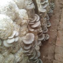 平菇菌种栽培种