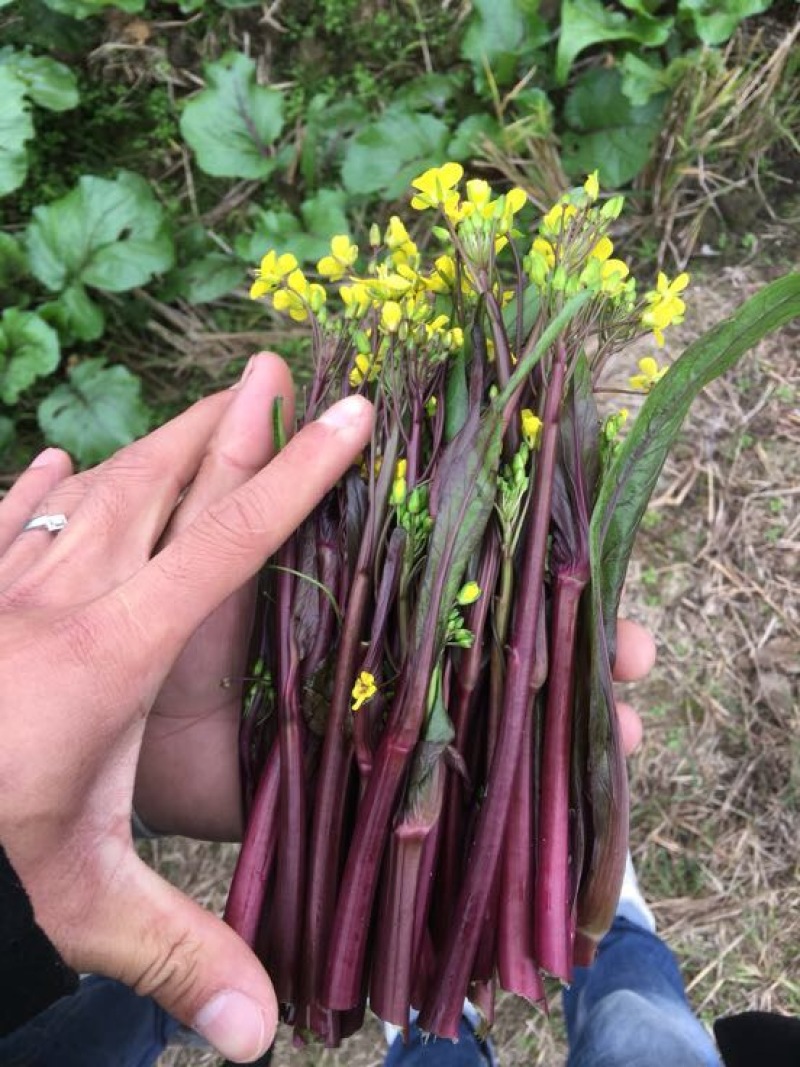 红菜苔