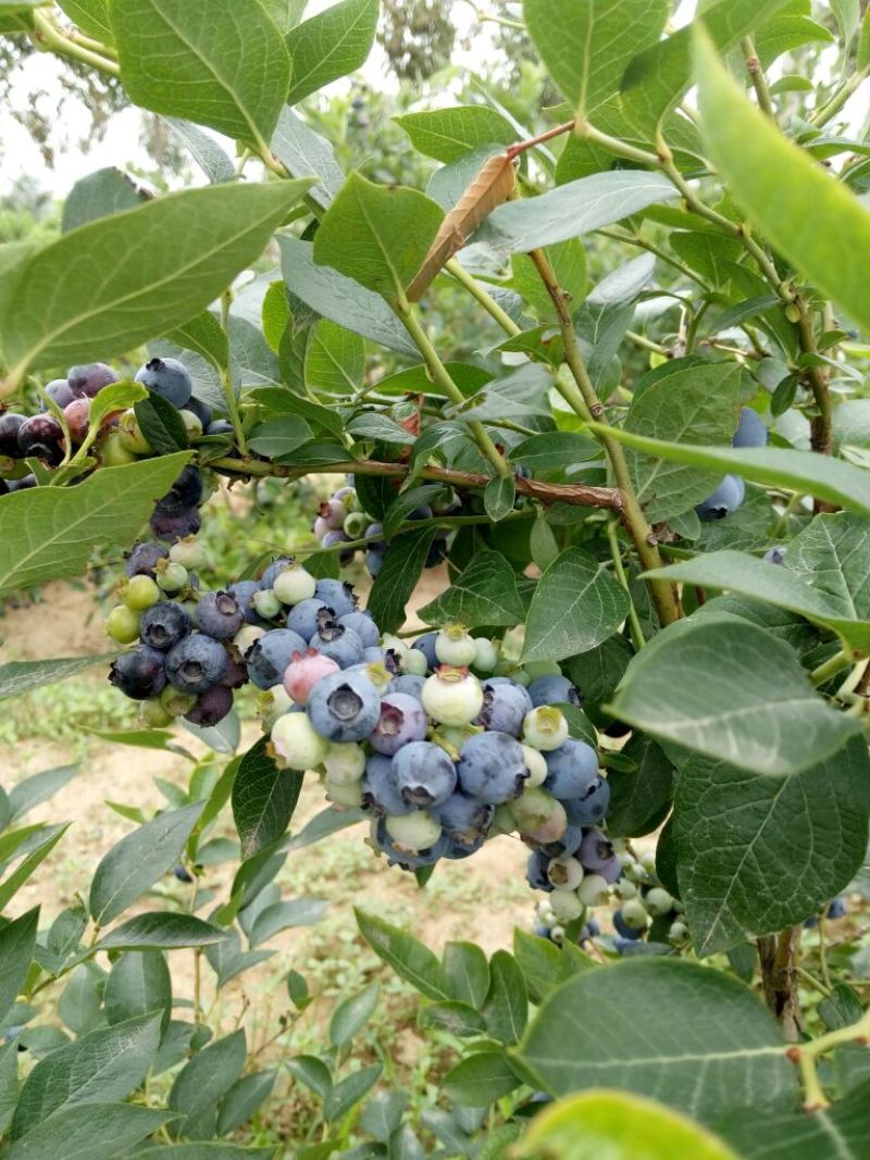 蓝莓苗0.5~1年10~20cm