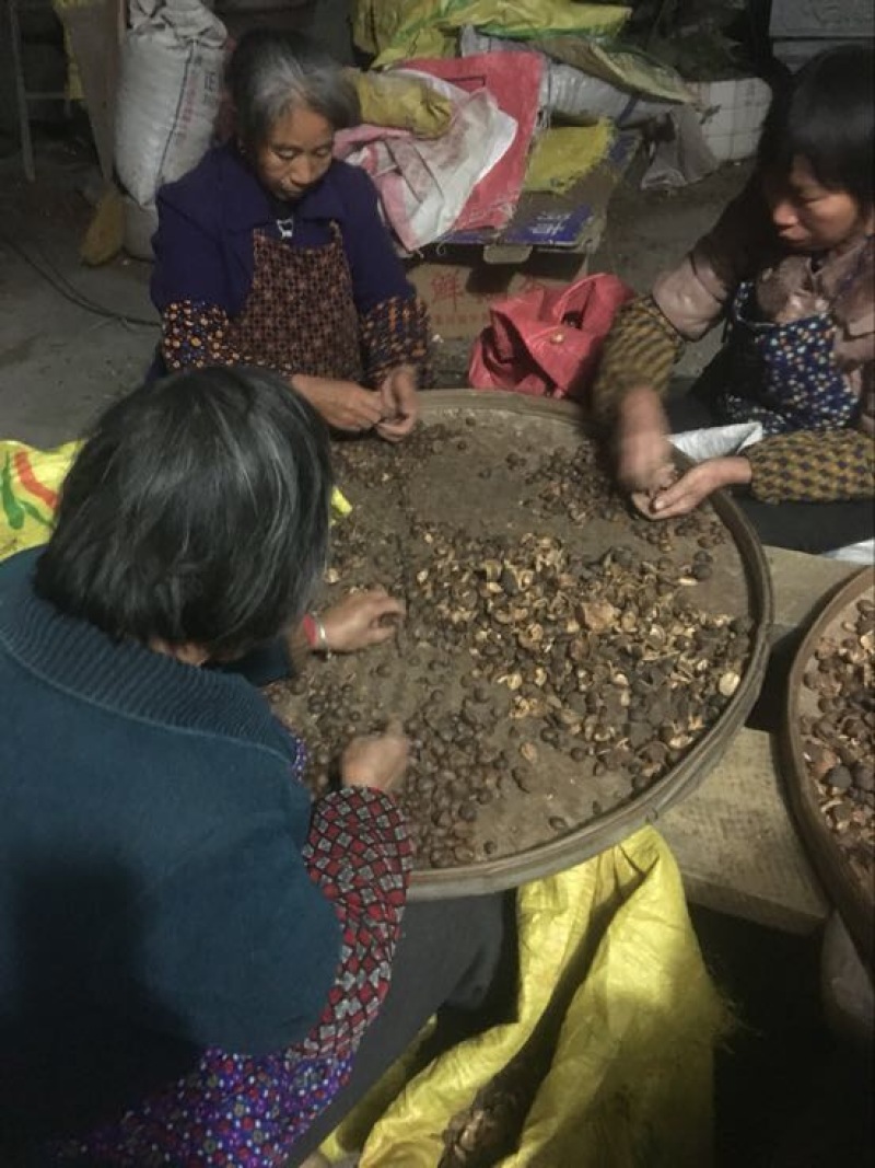 精选优质茶树油，自产自销，欢迎全国各地老板咨询量大从优