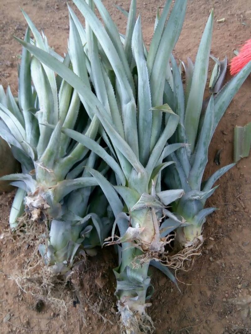 菠萝叉苗