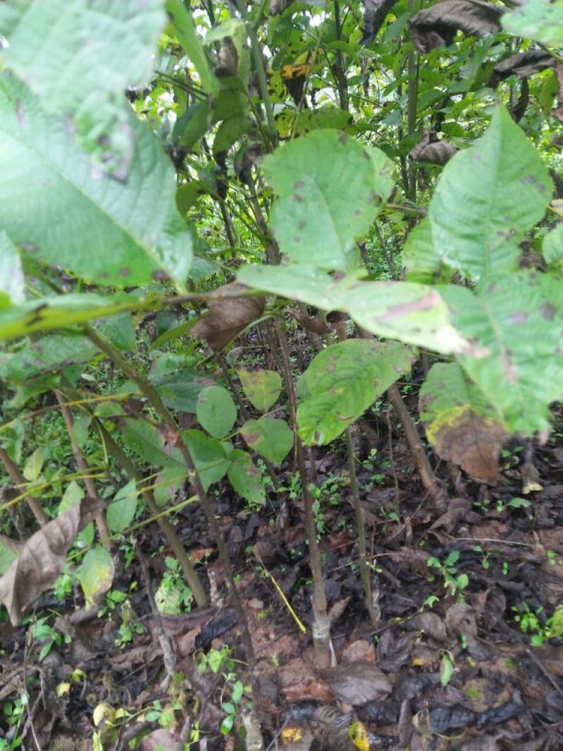 核桃苗一年苗50~100cm