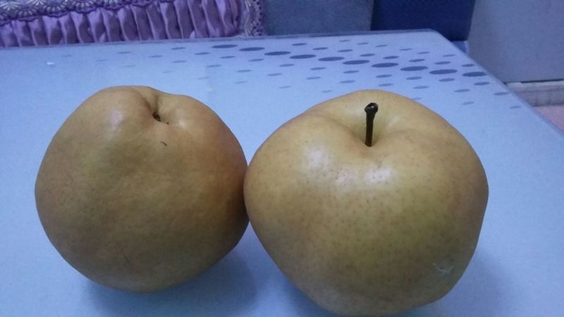晚秋黄梨300~350g纸箱