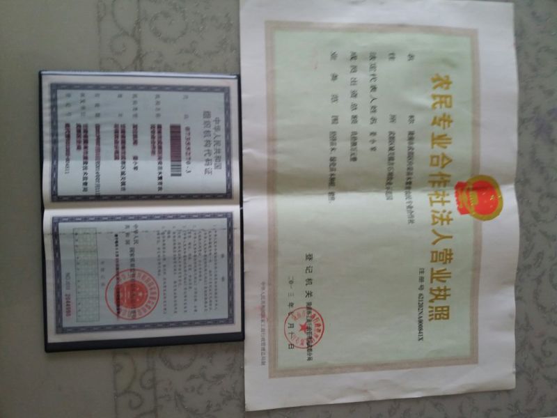 地径1cm带营养钵油橄榄苗