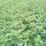 花椒苗0.5~1年