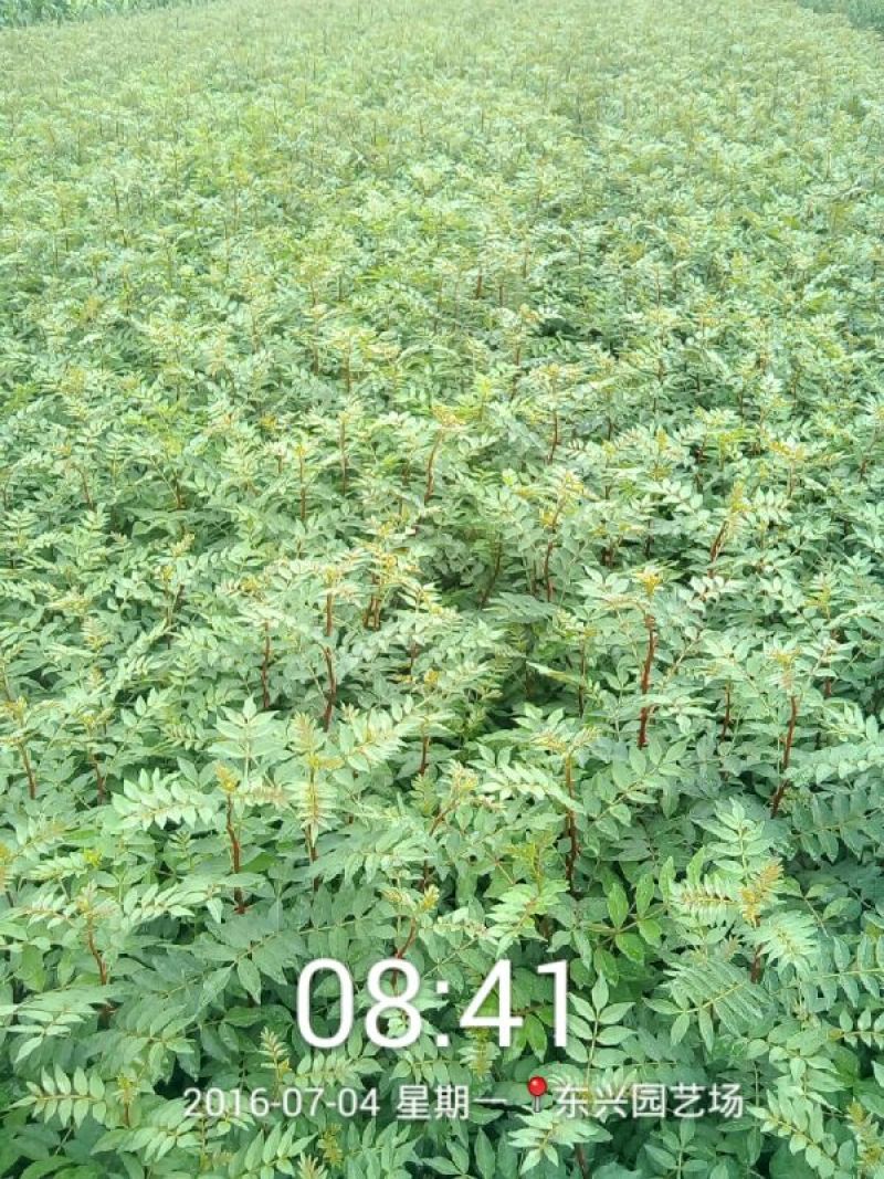 花椒苗0.5~1年