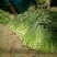 金乡红毛蒜薹50~60厘米冷库蒜薹货源充足