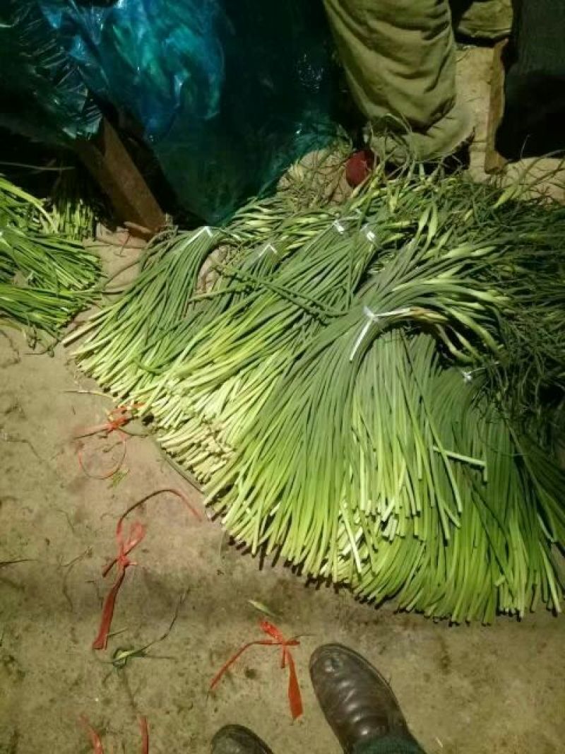金乡红毛蒜薹50~60厘米冷库蒜薹货源充足