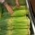 【推荐】红帽蒜薹50~60厘米冷库大量供应量大优惠