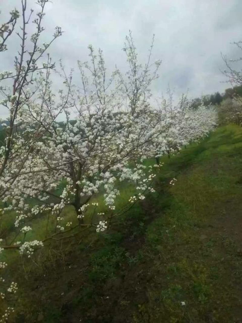 苹果梨350~400g光果