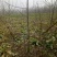 核桃苗二年苗50~100cm技术指导量大价优