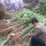 自家育苗基地品种质量保证根系发达种植面积达300亩以上