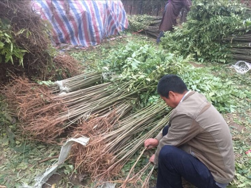 自家育苗基地品种质量保证根系发达种植面积达300亩以上
