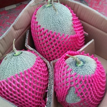 网纹瓜5斤以上长圆形