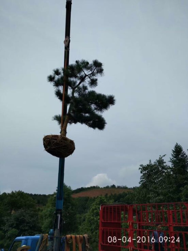 【精品】造型黑松盆景小苗规格齐全造型美观
