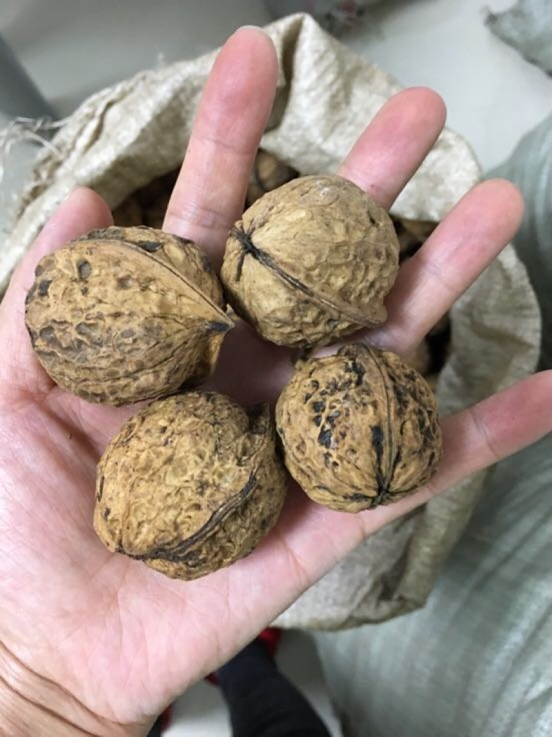 麻核桃