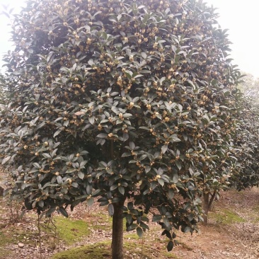 黄金桂花树3米以上8~10cm3.5~4米