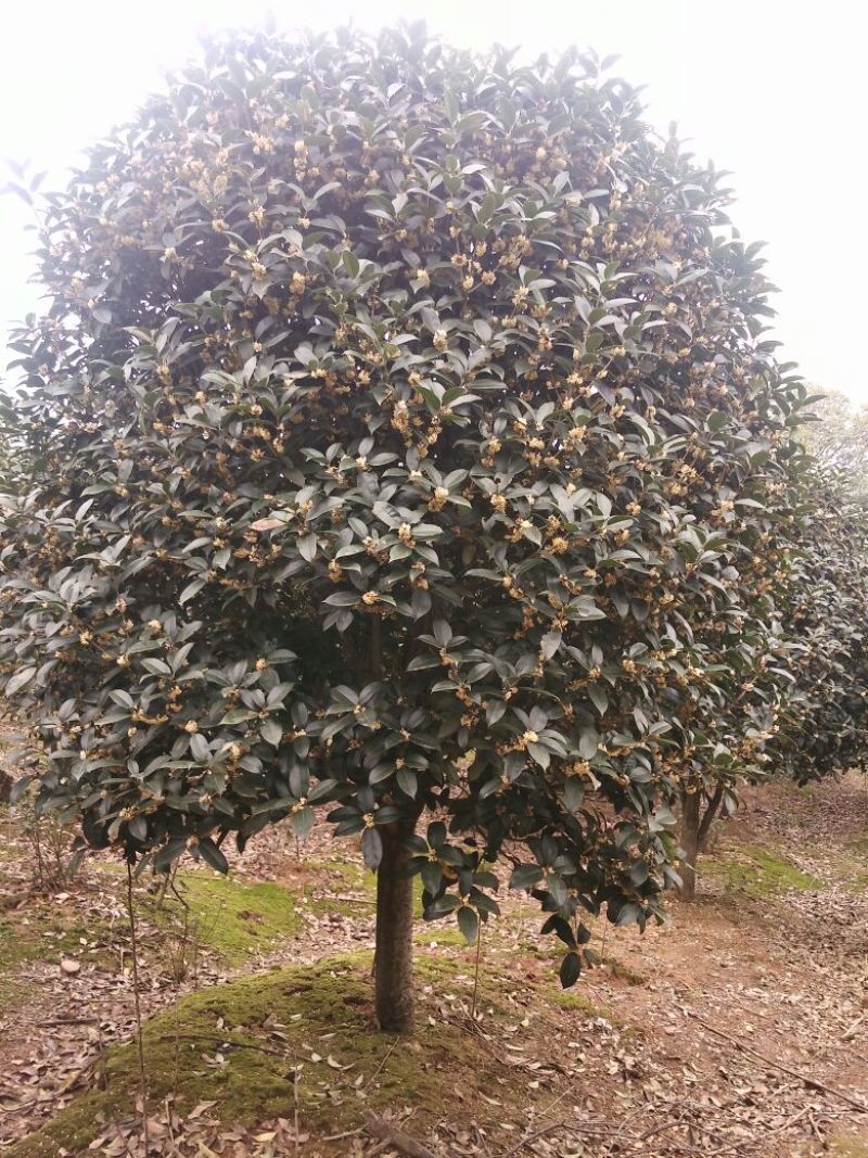 黄金桂花树3米以上8~10cm3.5~4米