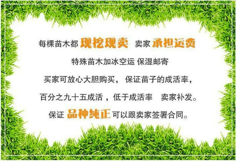 椿树苗90~100cm