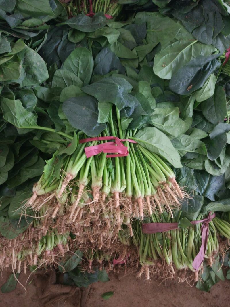 菠菜20~25厘米