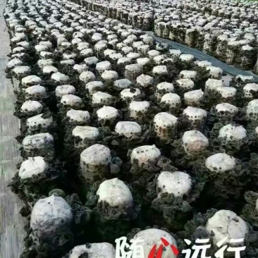 干木耳特级