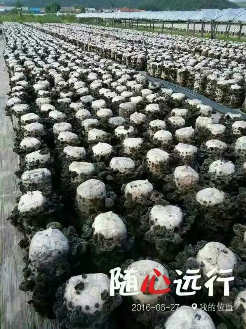 干木耳特级