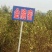 沧州大枣苗80~110cm