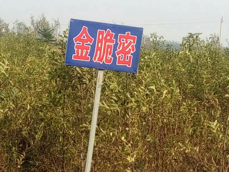 沧州大枣苗80~110cm