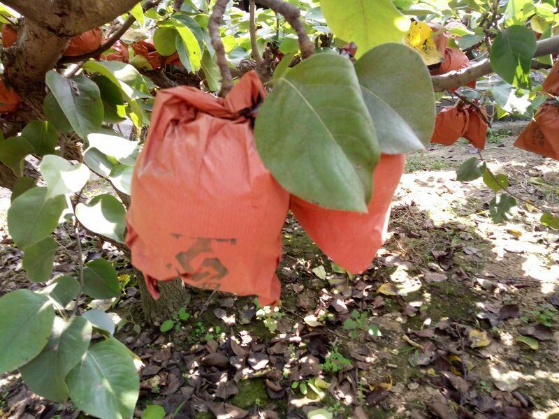 三水梨400~450g纸箱