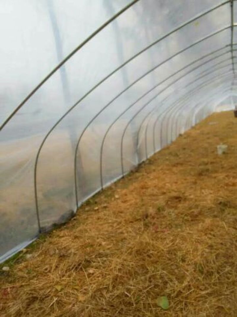 皖西白鹅鹅苗250g以下