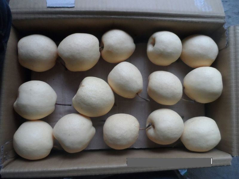 贡梨500~550g纸箱