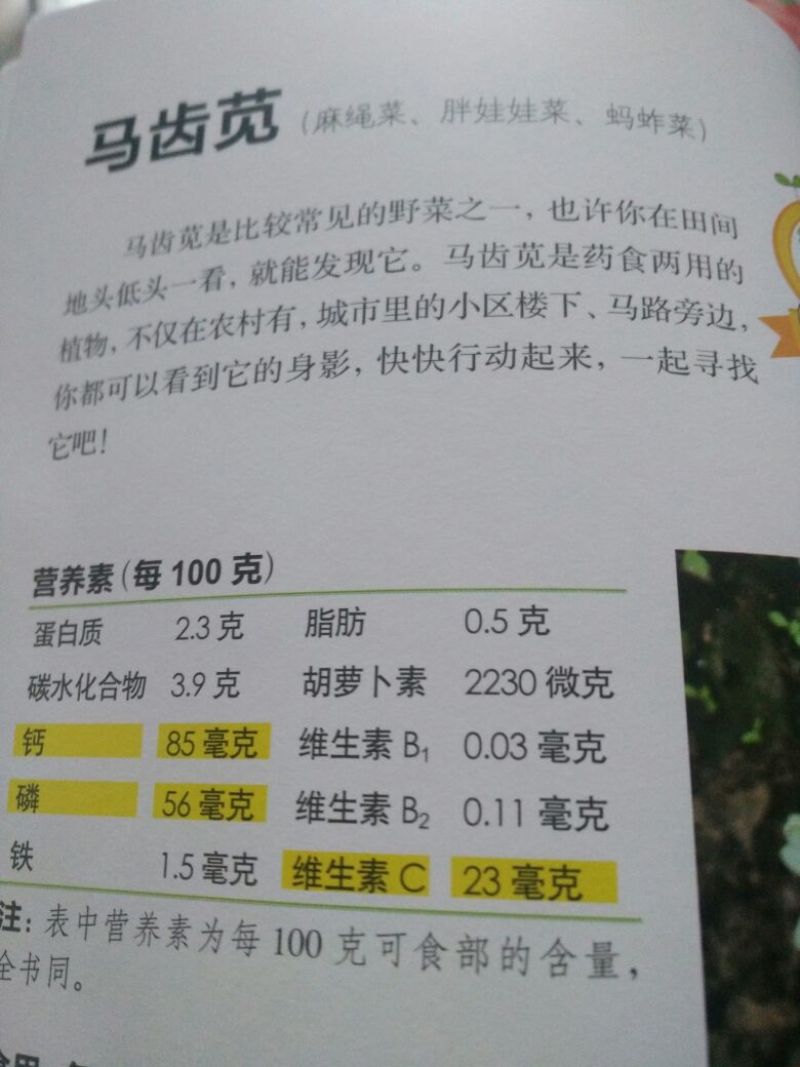 马齿苋干