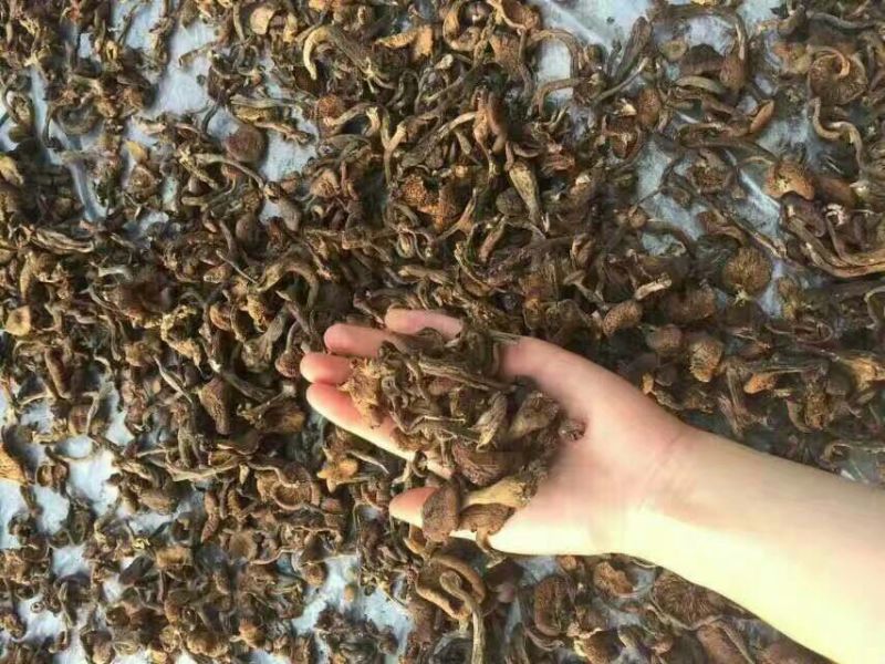 树秋菌一级