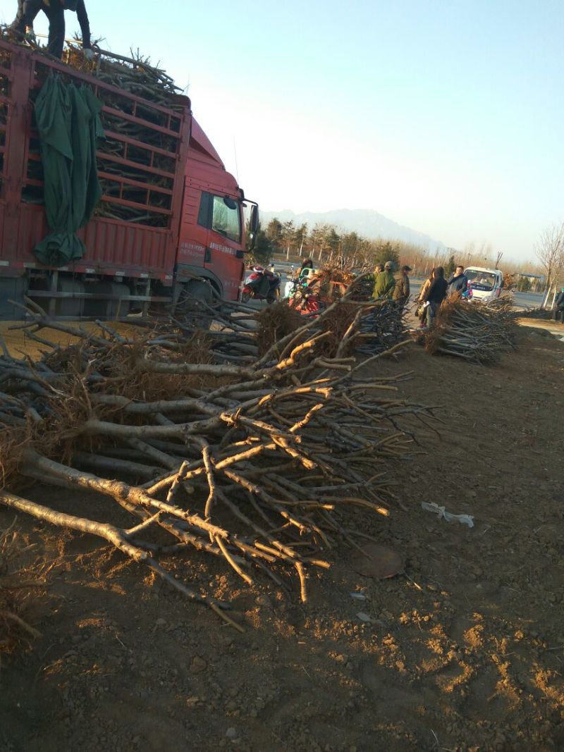 【桃树占地】4公分桃树占地桃树裸根截杆大桃树批发大桃树
